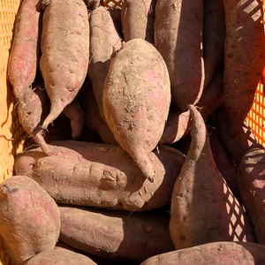 しっとり甘いシルクスイート(限定6セット)鹿児島の大自然