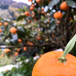 〔朝採り有田みかん〕酸味と甘味のバランス◎なにより新鮮！（中生みかん)