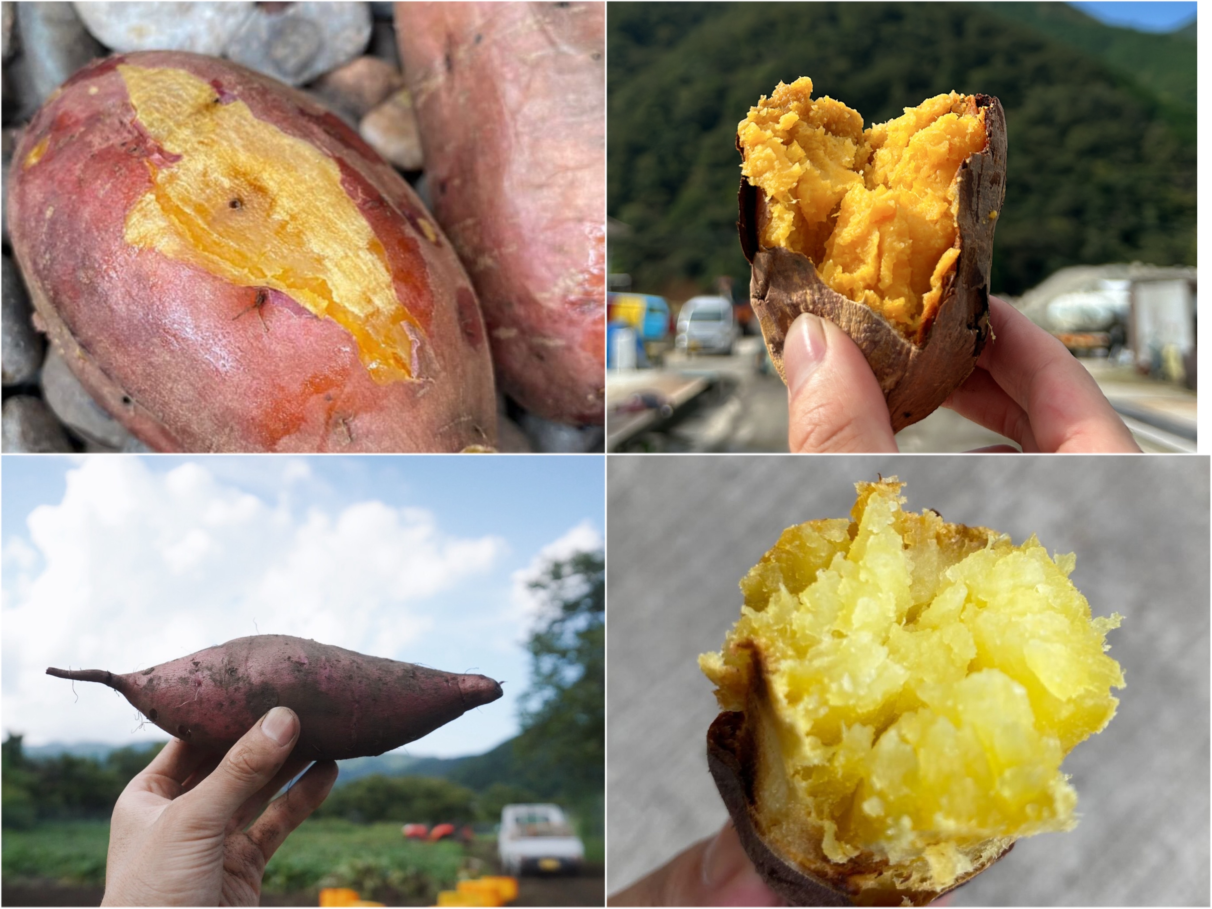 たぬきポケット　千葉県産 さつまいも 苗 安納芋 たぬきポケット様専用 千葉県産 さつまいも 苗 安納芋