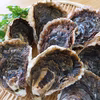 【父の日ギフト】料亭の味！五島『岩牡蠣』L10個 牡蠣ナイフ+父の日シール