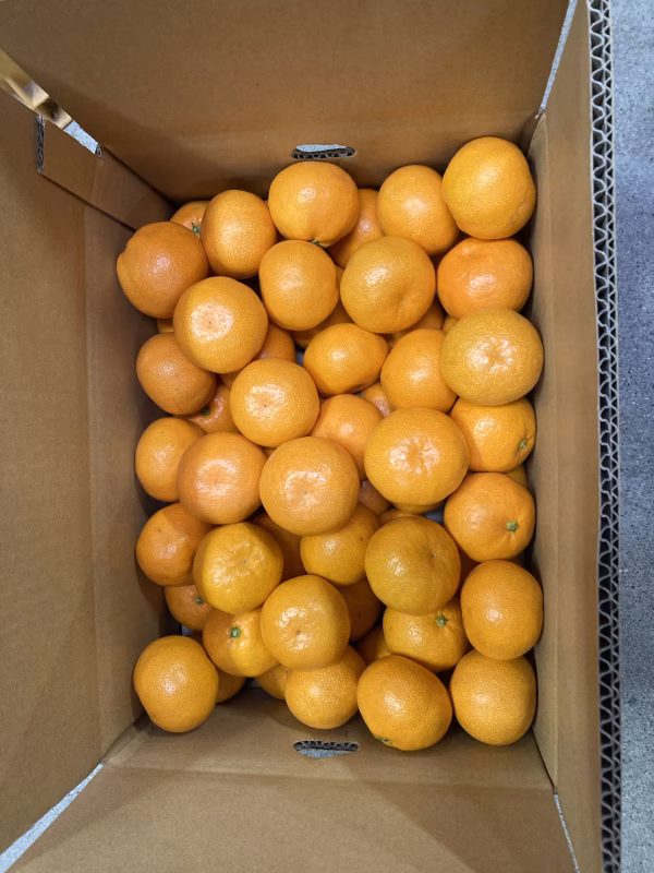 贈答品　　濃厚ミカン