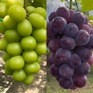 【赤秀】岡山県産シャインマスカット・ピオーネ詰め合わせ 2房（1kg〜1.2kg