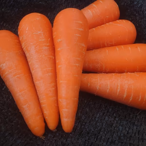 【やわらかにんじん】春にんじん【千葉県からクール便でサイズいろいろ】
