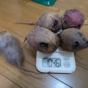 訳ありお得‼️200g以上大きめ、甘い八ヶ岳高原のビーツ（農薬・化学肥料不使用）