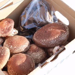 国産 乾燥きくらげ/ちょいワル椎茸セット