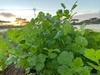 宮古島からパクチー