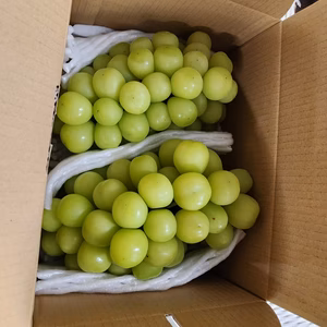 完熟シャインマスカット