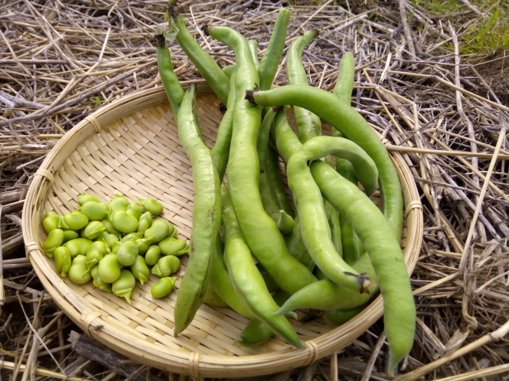 農薬 化学肥料不使用イタリアソラマメ ファーべ 農家漁師から産地直送の通販 ポケットマルシェ