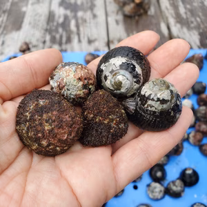 【ニイナ】深島の幸をおすそわけ＊＊サンゴ礁で育ったニイナ(深島みそ付き)