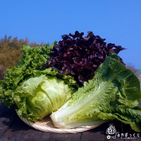 レタスの種類言えるかな？【レタス食べ比べセット】