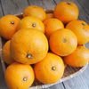 農薬不使用・夏みかん（3kg）9個～12個程度