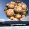 ※冬眠じゃが【農薬・化学肥料不使用栽培】2024年・青森県産 じゃがいも
