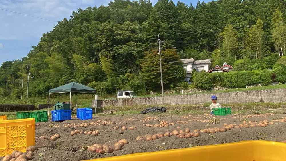 10kg”農薬不使用グラウンドペチカ!ほんと美味しいじゃがいも!【毎年完売】