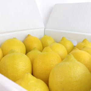 【生産量第1位】こだわり安心瀬戸田レモン贈答用◎ワックス防腐剤不使用