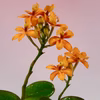 苔玉　エピデンドラム(オレンジ)