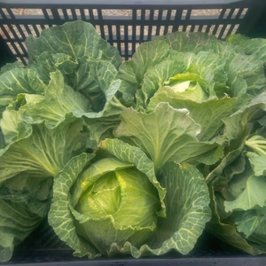 キャベツ　自然栽培