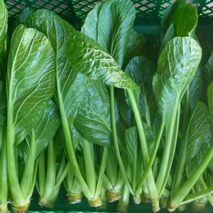 スッキリ！シャッキリ！【 わさび菜300g＆小松菜1kパワー】～農薬不使用