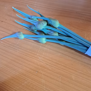 ❤️甘い新玉ねぎ規格外4k25～30玉+国産ニンニク芽1k(花蕾つき約40本)