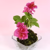 苔玉　ブーゲンビリア(濃いピンク)