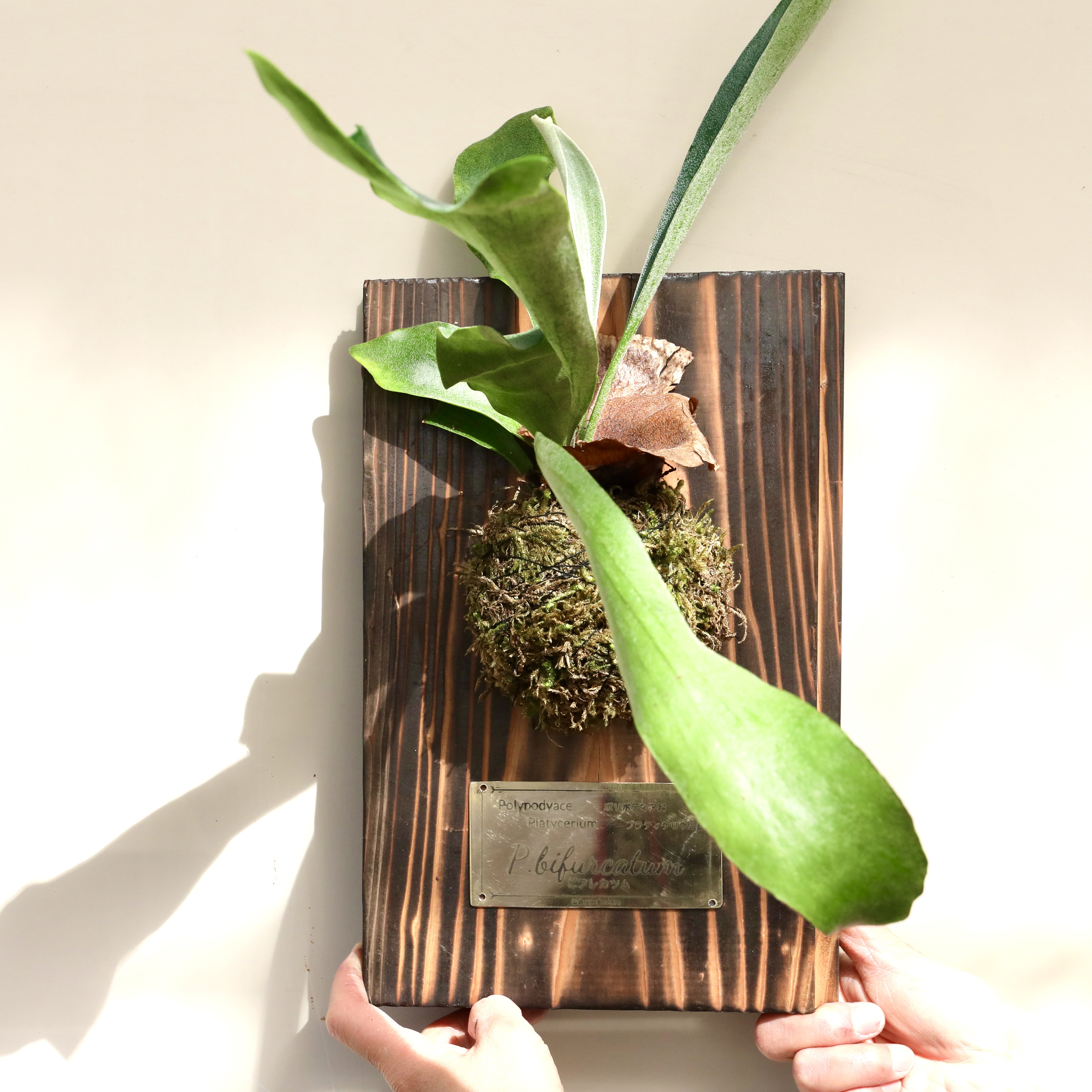 ぽち@様　ご確認用　ビカクシダ ビカクシダ 板付き｜その他の花・観葉植物の商品詳細｜ポケット