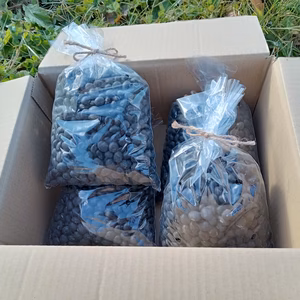 自家採種70年以上　コクのある黒豆