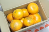 【農薬不使用】無農薬有田みかん 完熟1kg