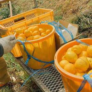 【訳あり】果汁たっぷり! 広島県産完熟レモン4kg