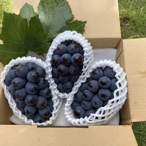 食べればわかる！特濃　BKシードレス(新品種)　３房入　1.2kg以上