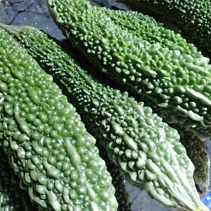 【冷蔵便】化学農薬不使用・赤城のゴーヤ（10本・約2.8kg）