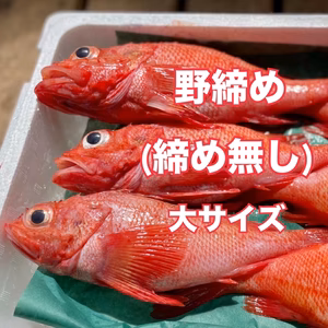 【知床羅臼直送】キンキ 野締め 大サイズ