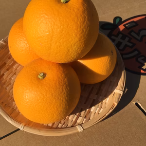 【産地直送】☆訳あり☆八朔4キロ