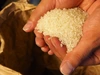 【白米】天の一粒　コシヒカリ　無肥料無農薬で栽培　新米（2021年収穫）