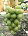 【ご進物用】シャインマスカット　クール冷蔵便