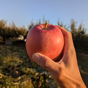 山形県産　早生ふじりんご　涼香の季節