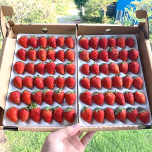 【訳アリ】Sサイズ 72粒 夏秋いちご「サマールージュ（信大BS8-9）」