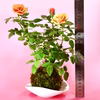 苔玉　ミニ薔薇(オレンジ)