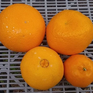 【旬の柑橘4種】食べ比べお楽しみセット（3Ｋｇ)冷蔵便