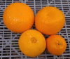 【旬の柑橘4種】食べ比べお楽しみセット（3Ｋｇ)冷蔵便