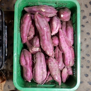 自然栽培　野菜セット+さつまいも