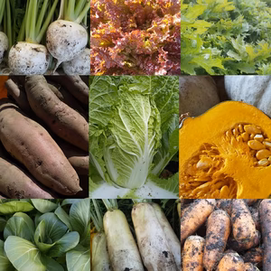 朝採り！無農薬無化学肥料 信州伊那谷★旬の野菜セット  11/19発送