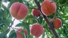 ☆ワッサー☆信州生まれのフルーツ 桃とネクタリンの交配種