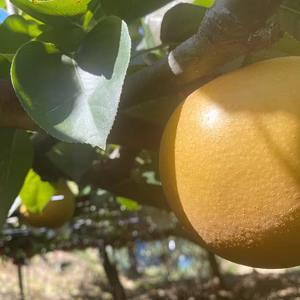 梨　あきづき　5k箱　くまモン箱にてお届け