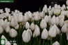 【雪国新潟のチューリップ】白色　カップ咲き　ホワイトマーベル１０本