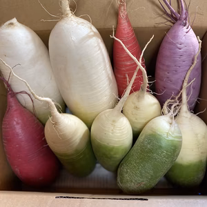 旬の大根５種、食べ比べセット