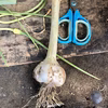 生ニンニク10個