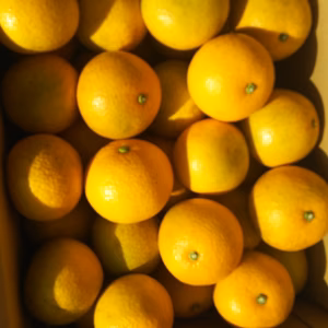 全国送料無料1月末まで　減農薬(ご家庭用)訳あり八朔約10キロ(箱込)サイズ色々