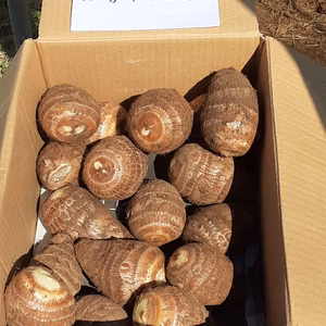 年末特別セール❕里芋(絹芋)Ａ品　箱込み２ｋｇ　3点限り