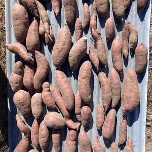 はる様専用　さつまいも10キロ　旬の野菜