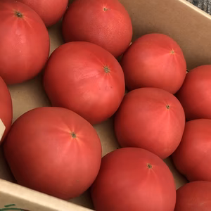 東京ドリームの王様トマト