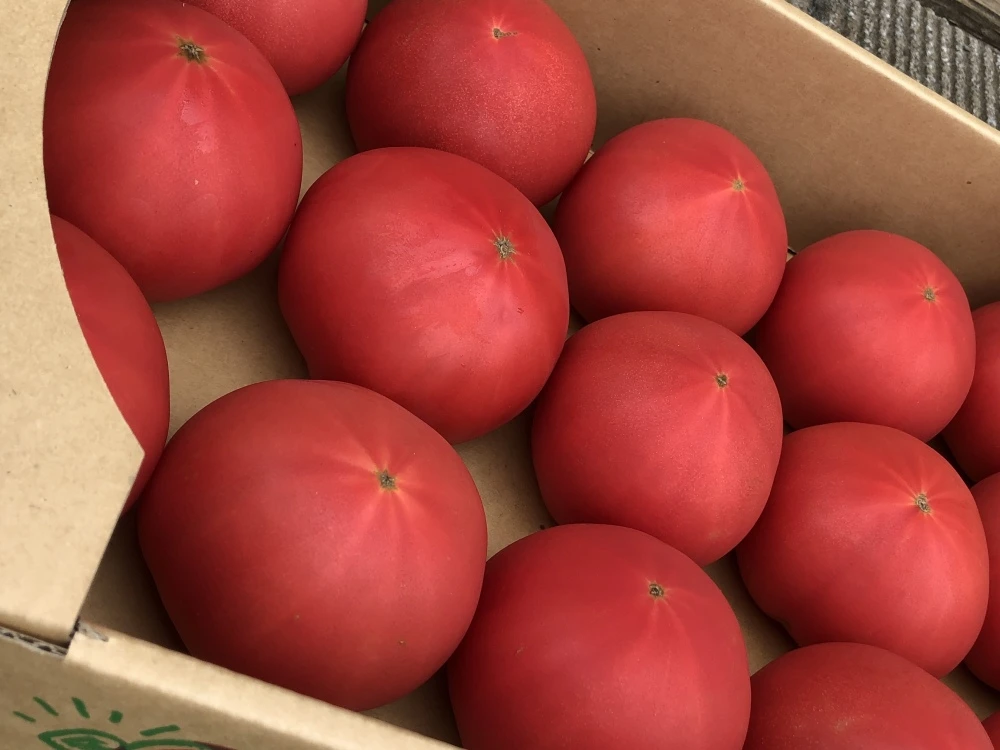 東京ドリームの王様トマト（大きいサイズ）